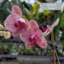 Orchid – 4″/5″ Pot